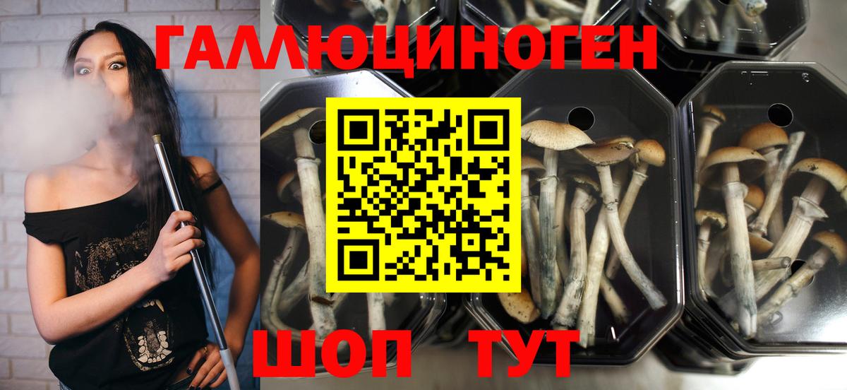 Артёмовский  Псилоцибиновые грибы Psilocybine cubensis  Вход с VPN  Галлюциногенные грибы GOLDEN TEACHER 
